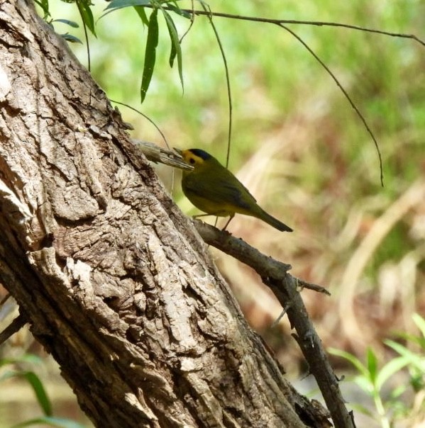 Wilson's Warbler - ML633922467