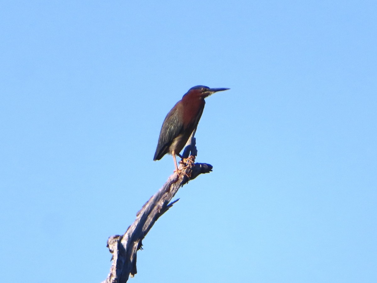 Green Heron - ML633922482
