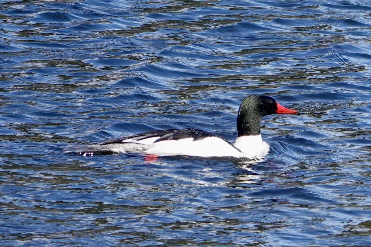 Common Merganser - ML633922526