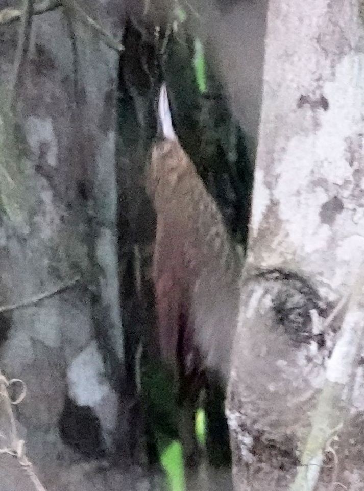 Spotted Woodcreeper - ML633922656