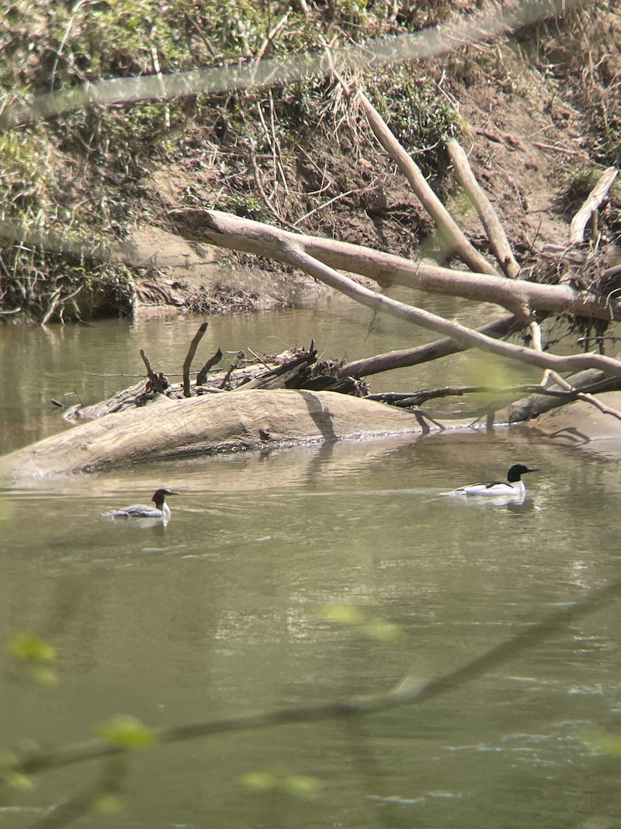 川秋沙 - ML633922724