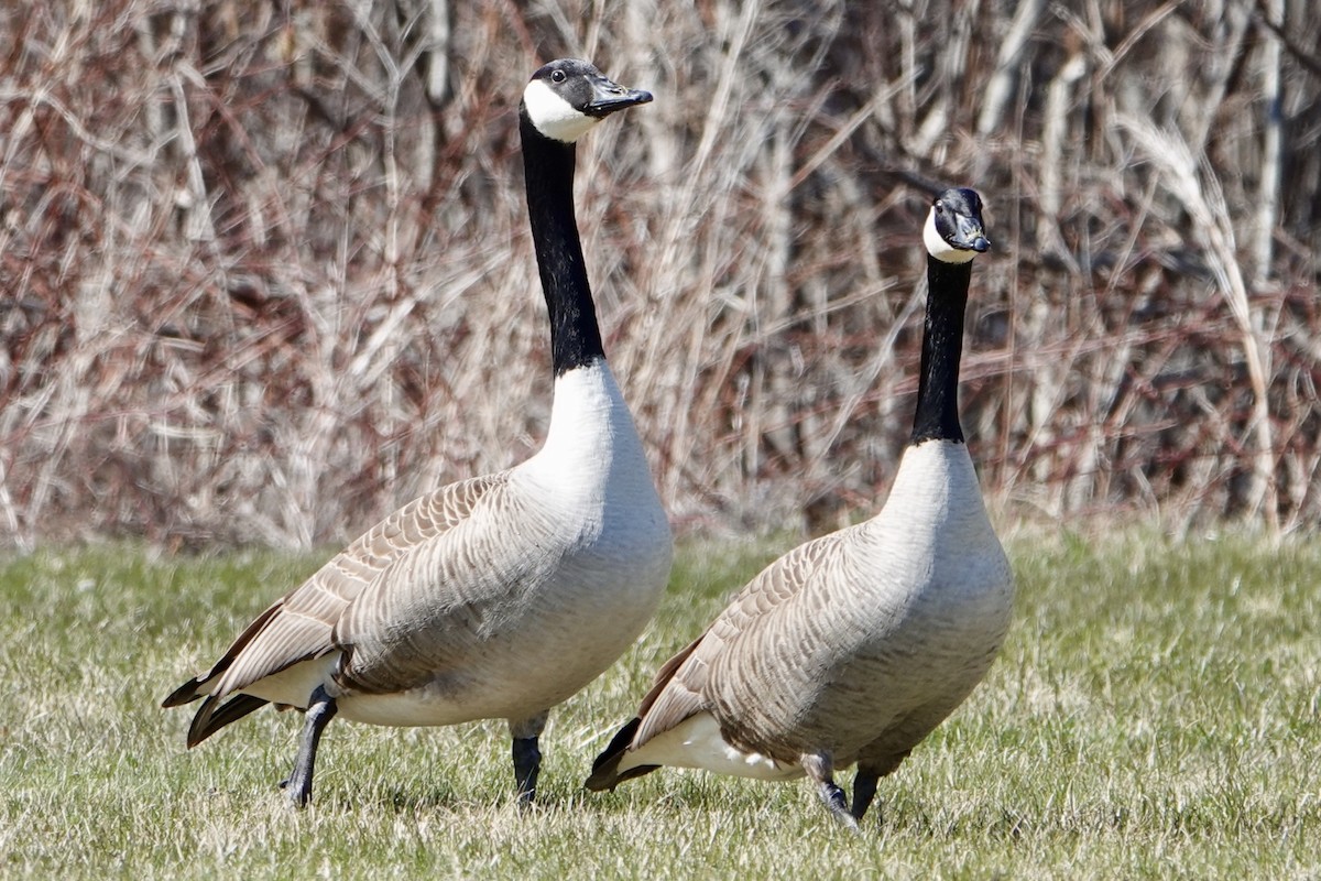 Canada Goose - ML633922729