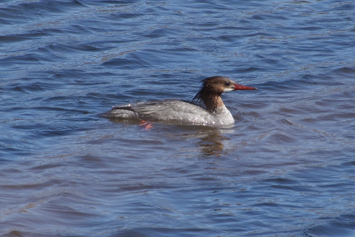 Common Merganser - ML633922739