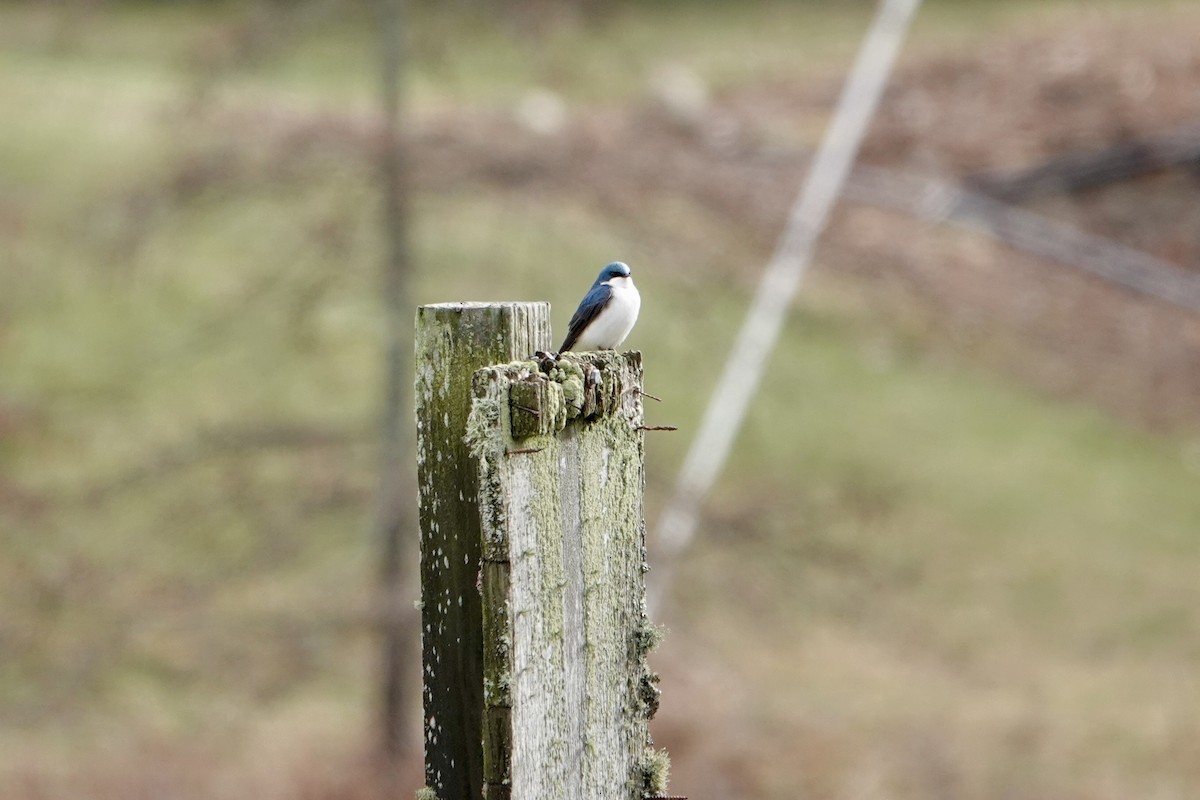 Tree Swallow - ML633922773