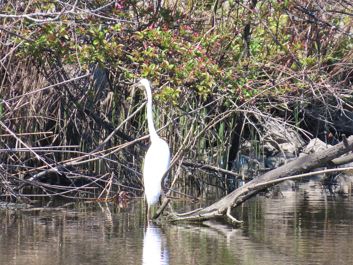 Great Egret - ML633923143