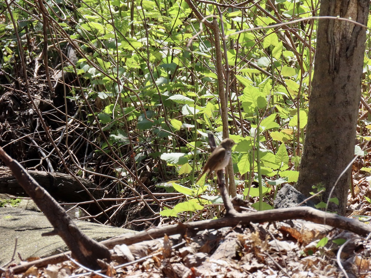 Hermit Thrush - ML633923159