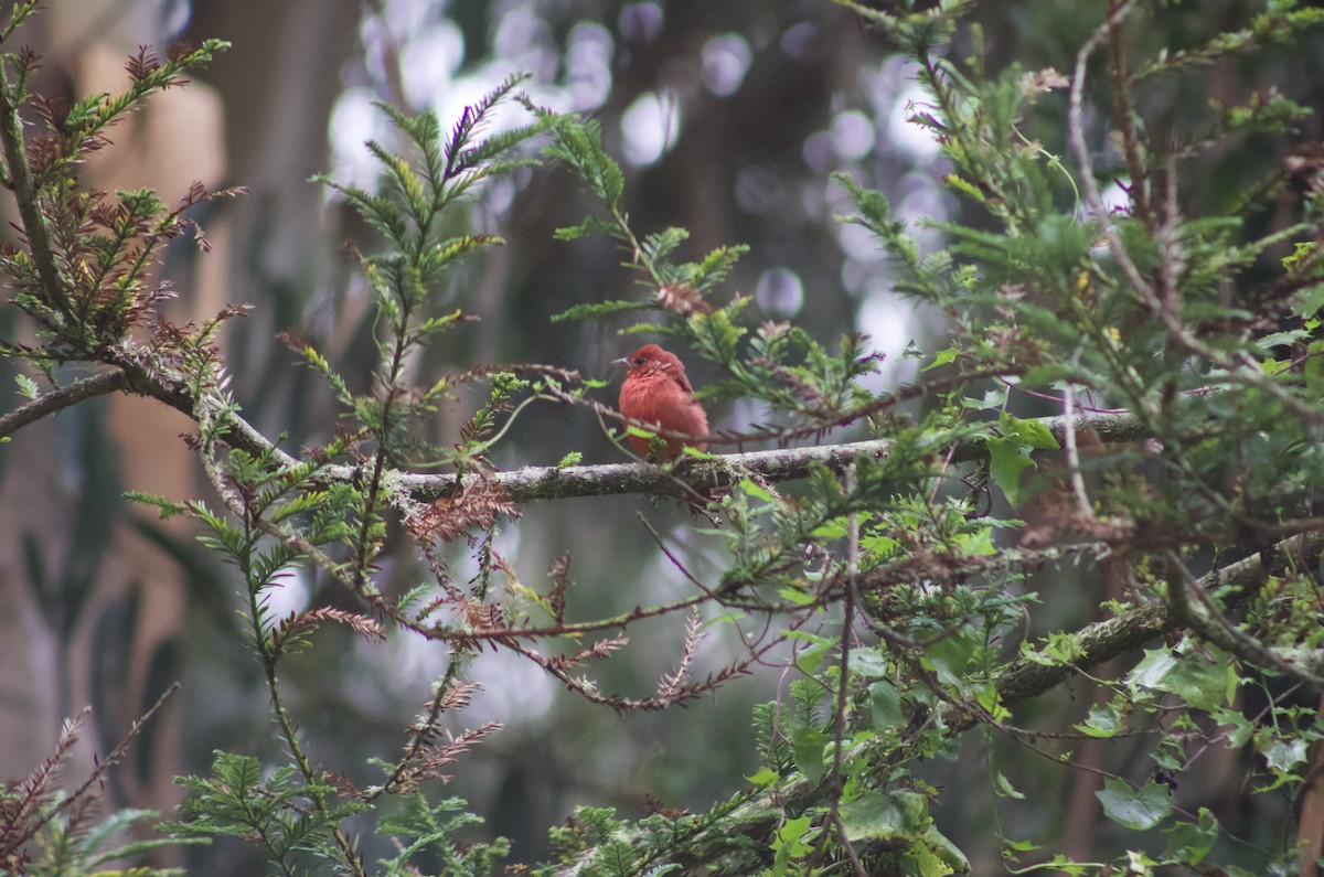 Summer Tanager - ML633923164