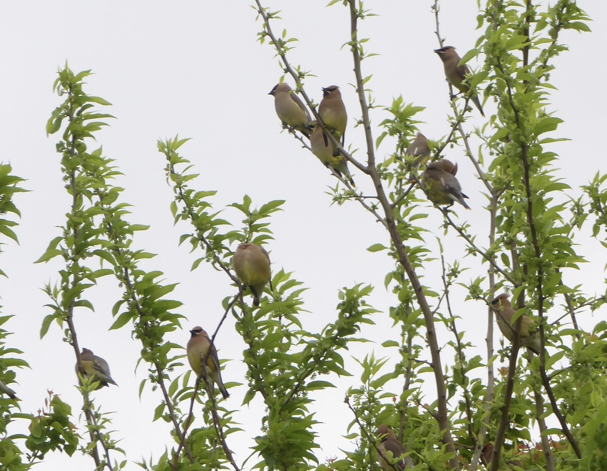 Cedar Waxwing - ML633923224