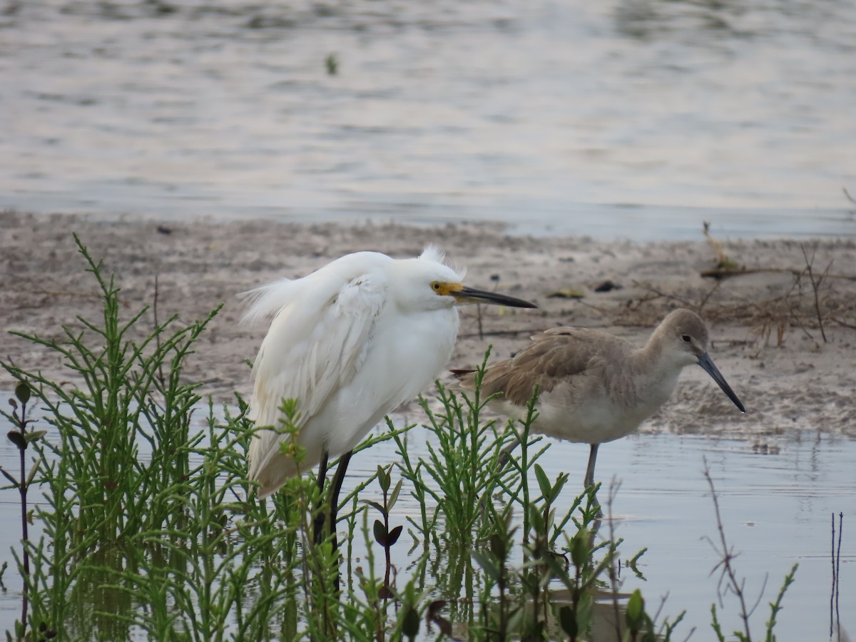 Snowy Egret - ML633923225