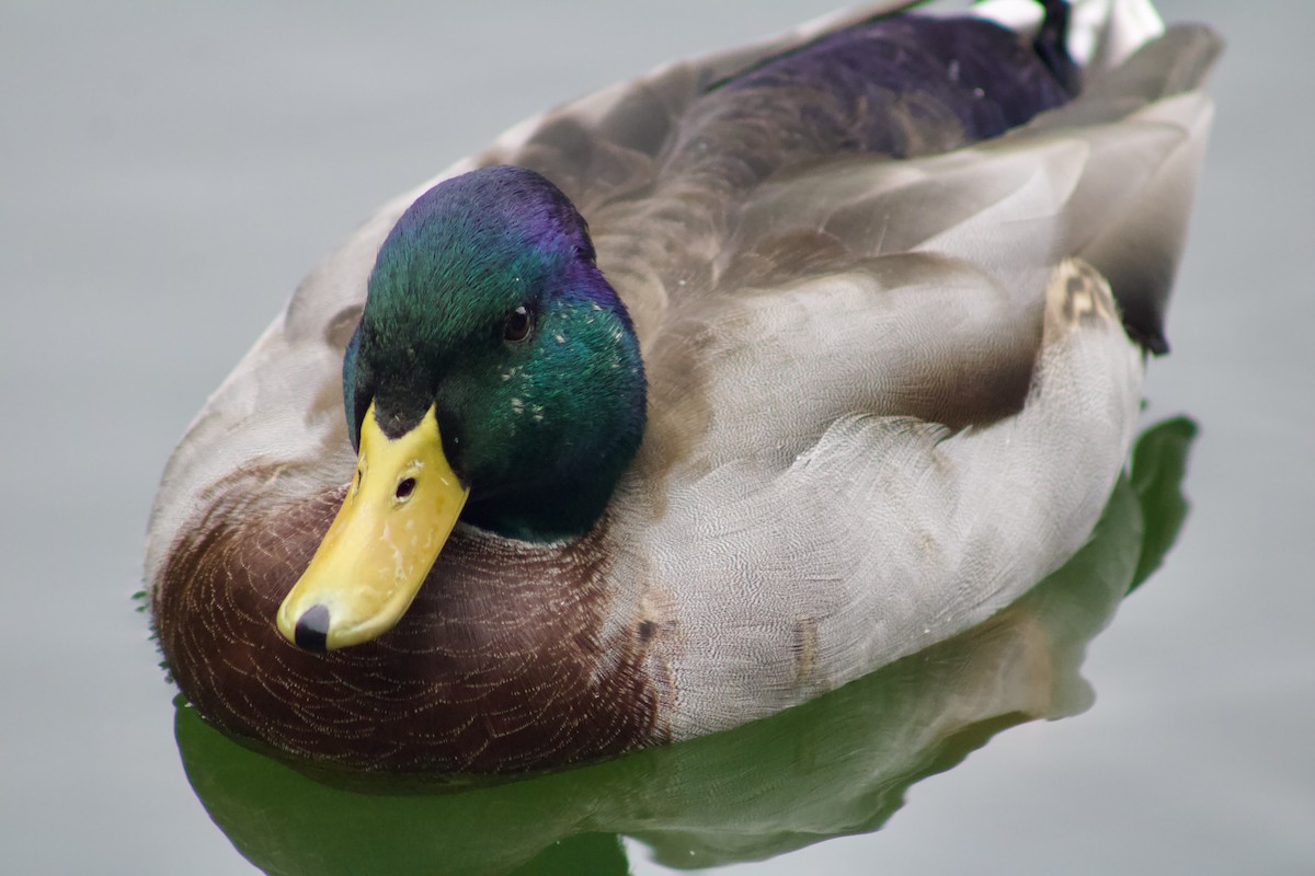 Mallard - ML633923252