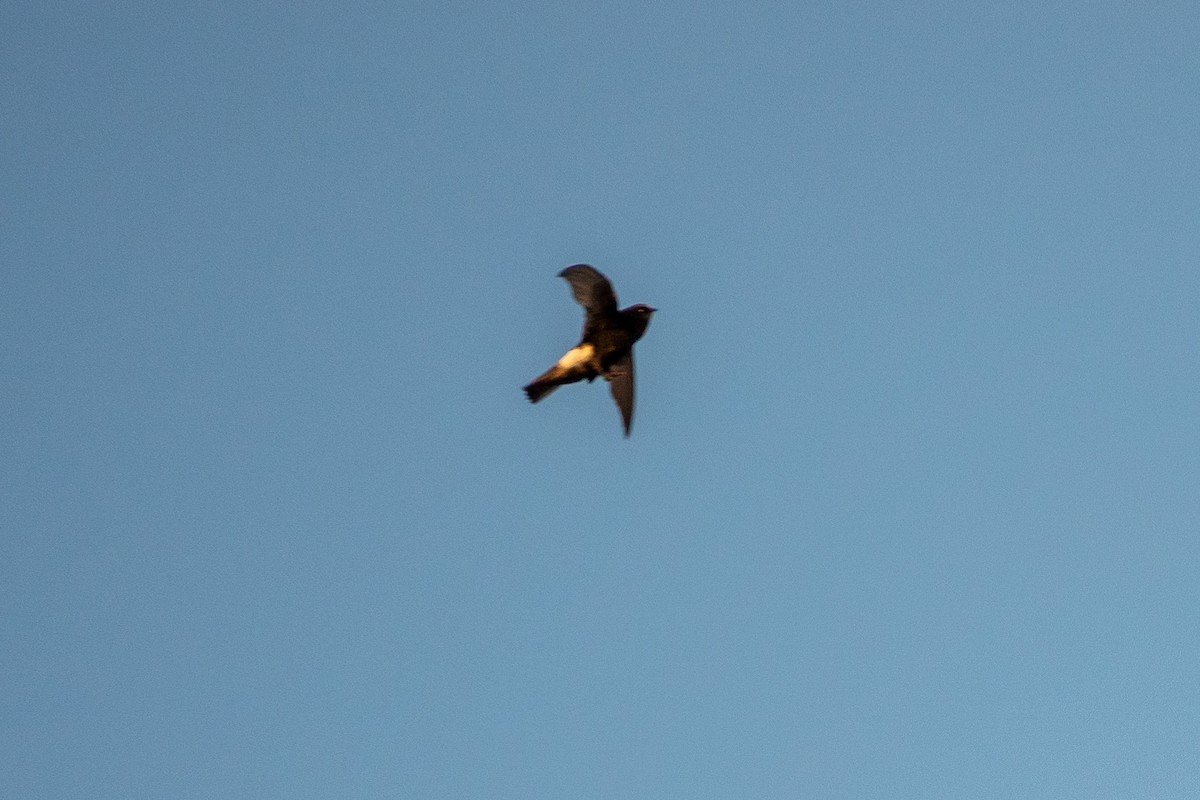 Little Swift - ML633923375