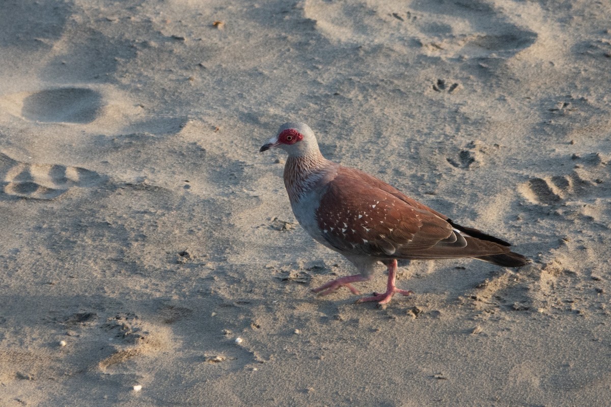 Speckled Pigeon - ML633923384