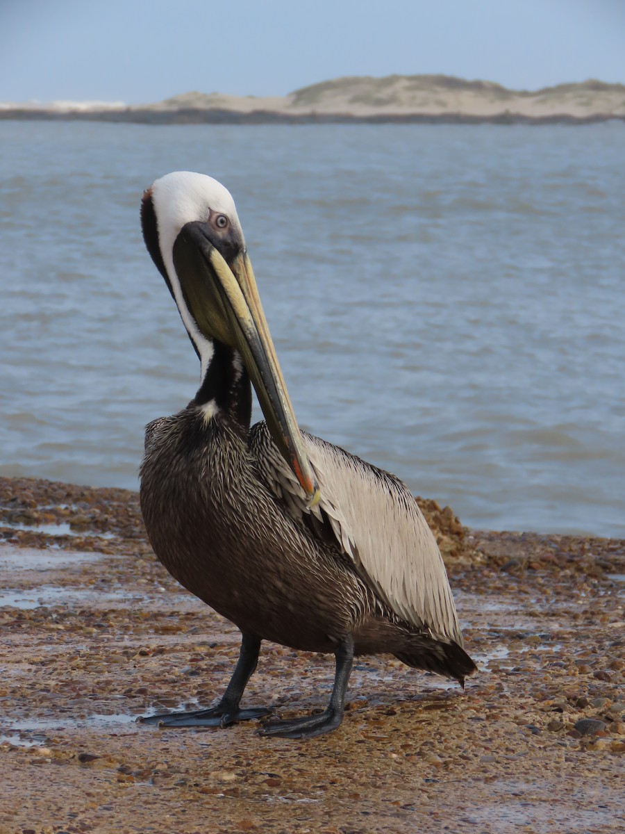 Brown Pelican - ML633923419