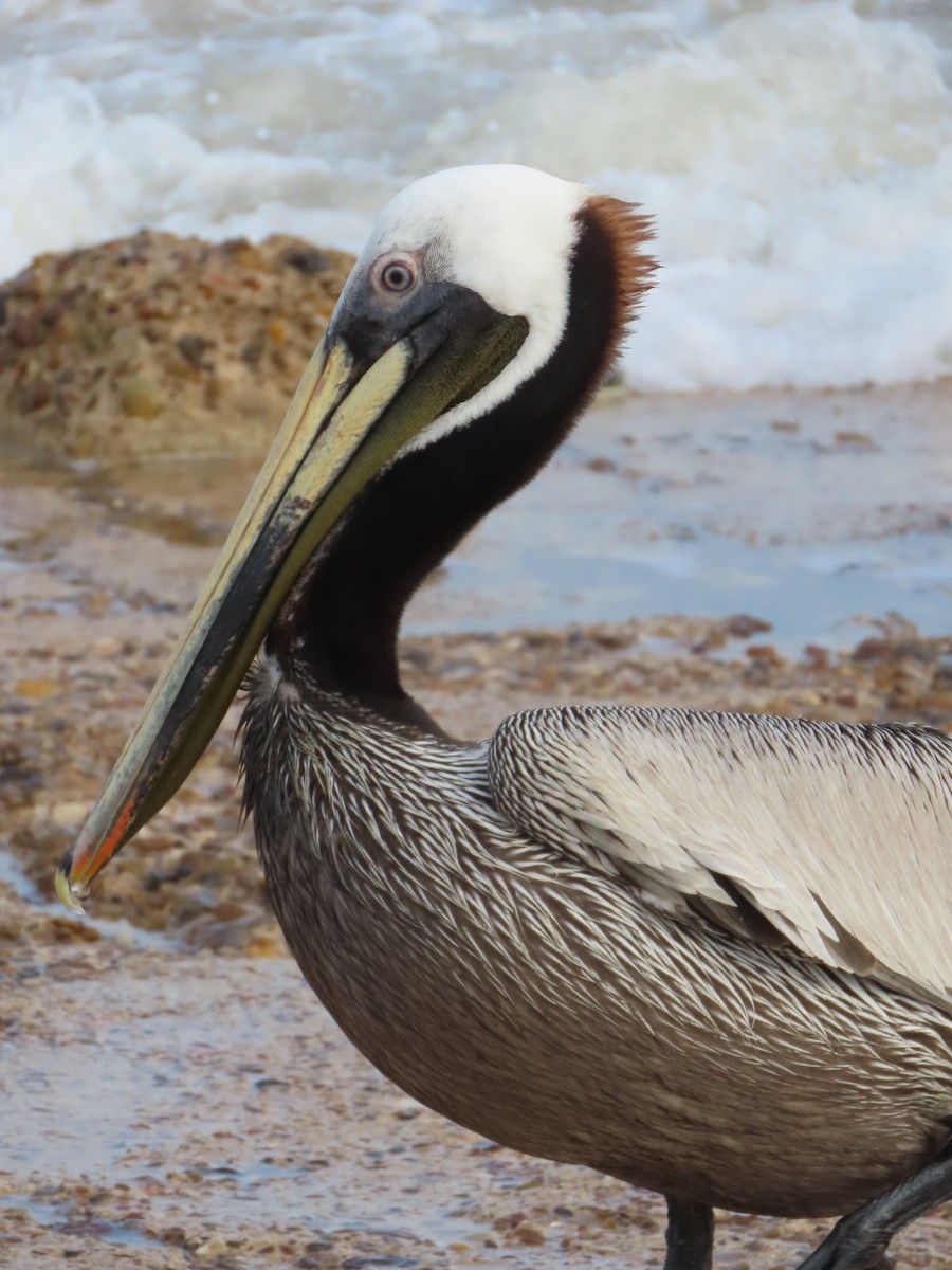 Brown Pelican - ML633923428