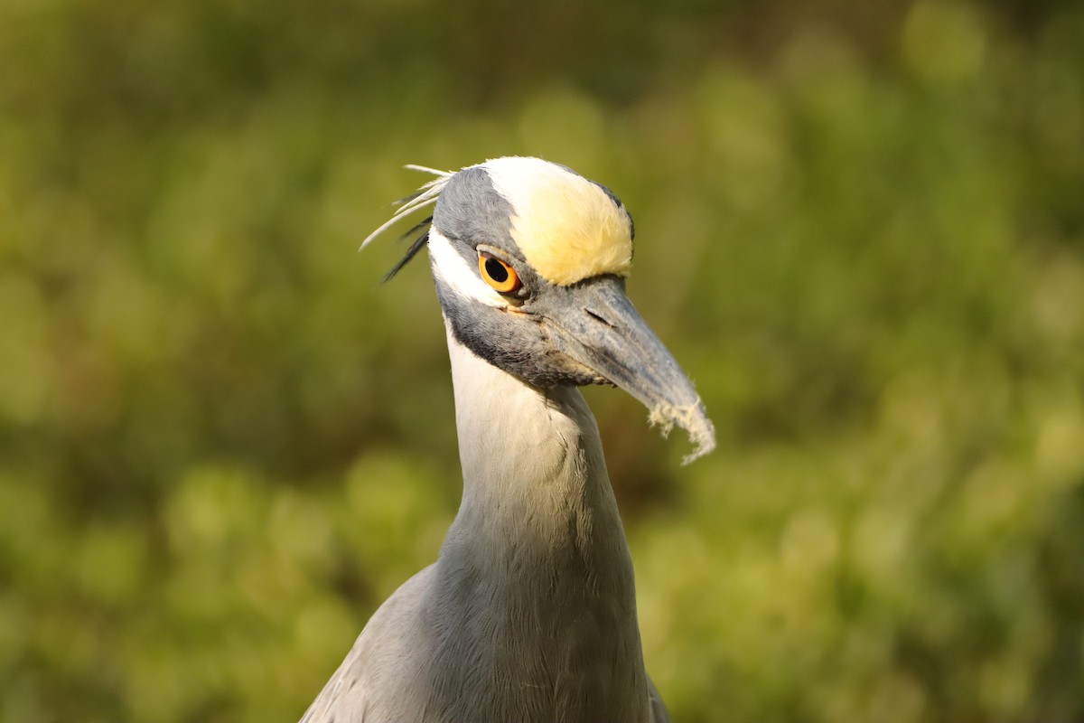 Yellow-crowned Night Heron - ML633923459