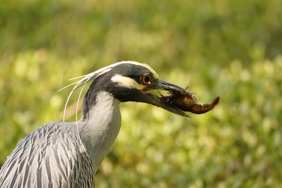Yellow-crowned Night Heron - ML633923460