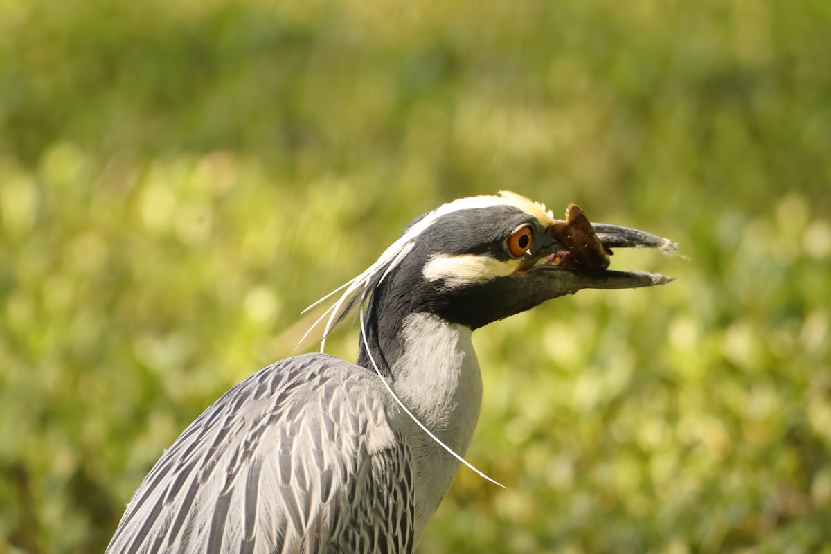 Yellow-crowned Night Heron - ML633923461