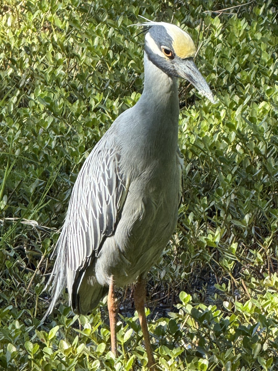 Yellow-crowned Night Heron - ML633923462