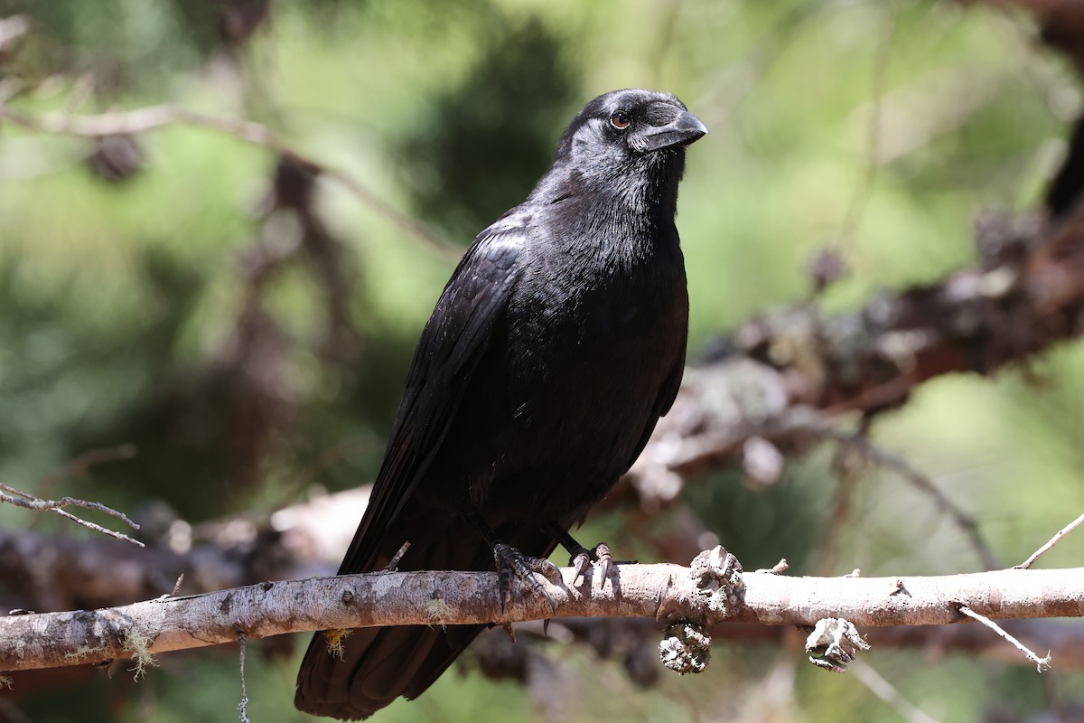 Hispaniolan Palm-Crow - ML633923482