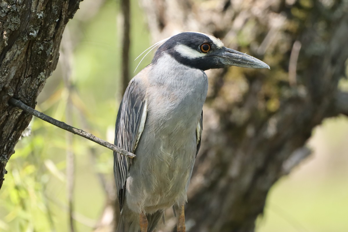 Yellow-crowned Night Heron - ML633923535