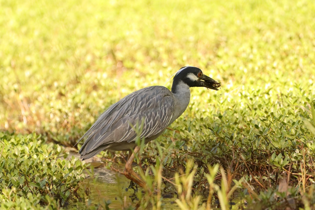 Yellow-crowned Night Heron - ML633923536