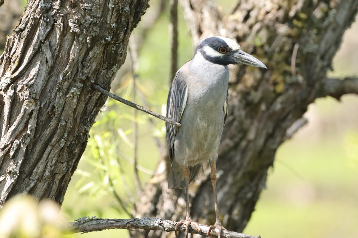 Yellow-crowned Night Heron - ML633923538