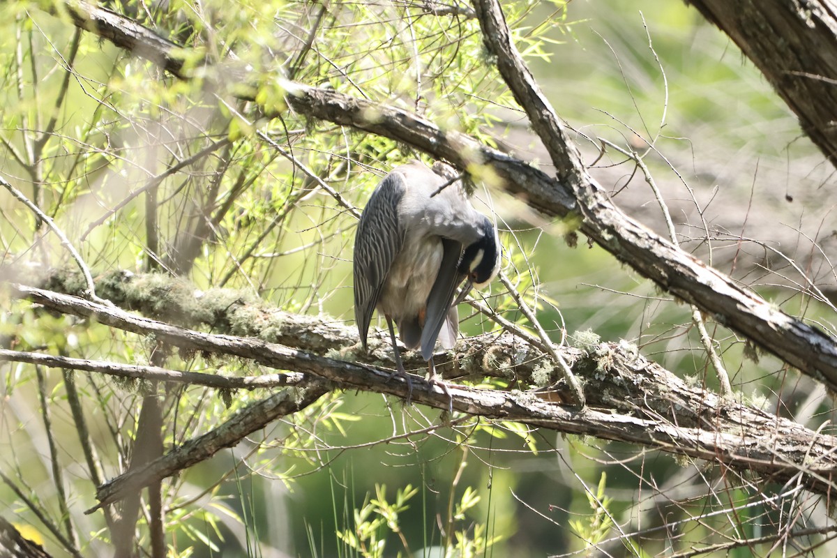 Yellow-crowned Night Heron - ML633923539
