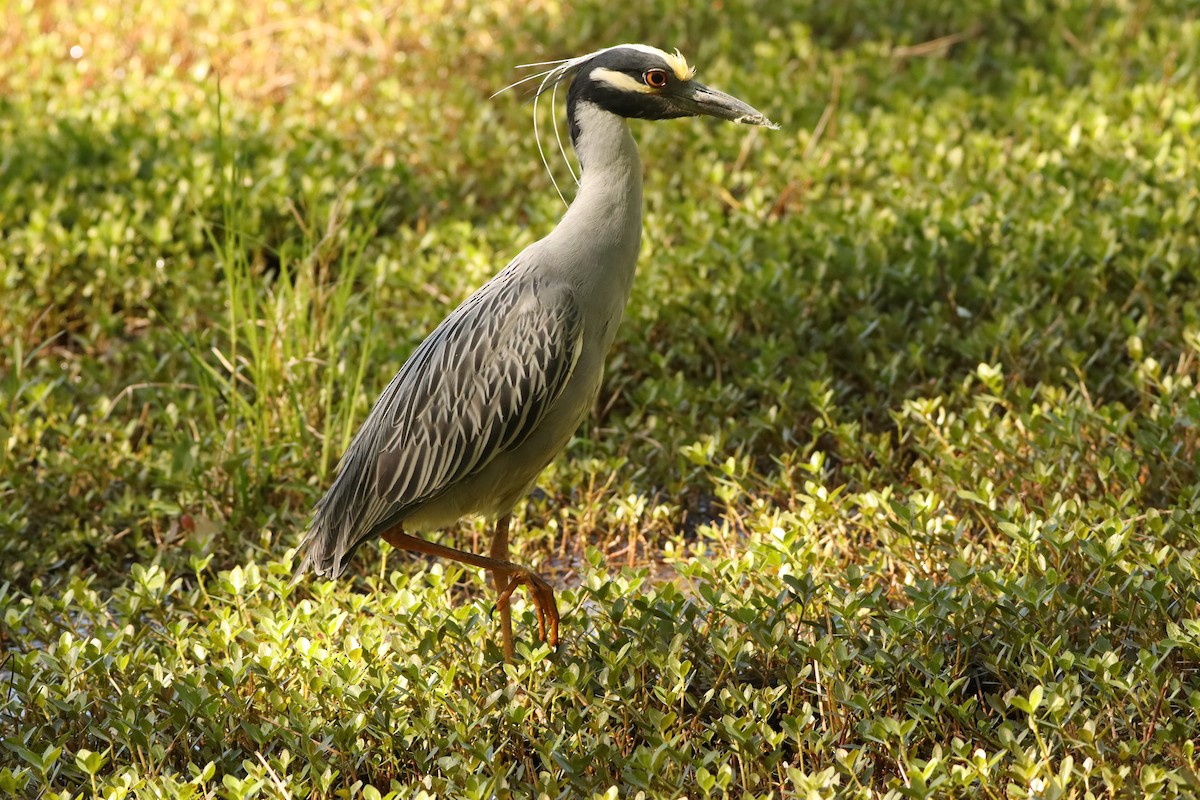 Yellow-crowned Night Heron - ML633923540