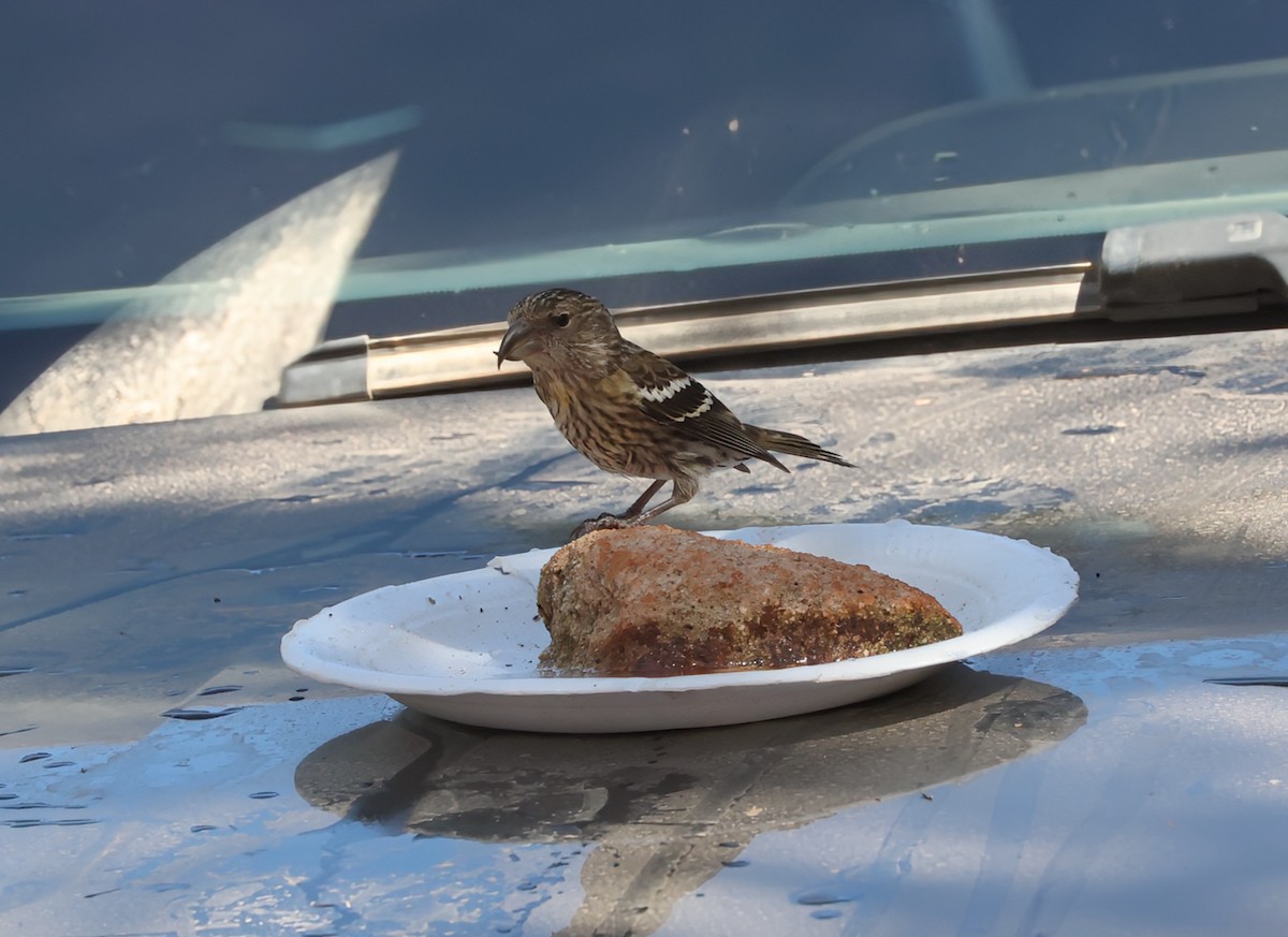 Hispaniolan Crossbill - ML633923693