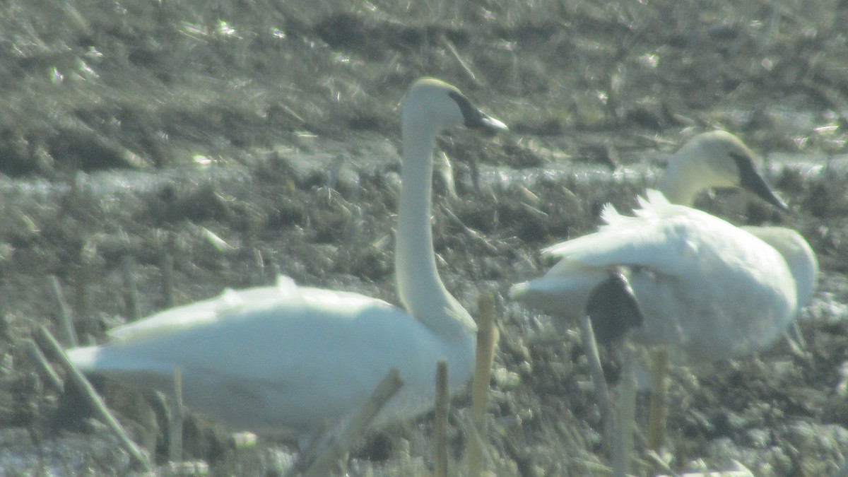 Trumpeter Swan - ML633923705