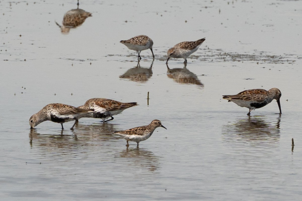 Least Sandpiper - ML633923721