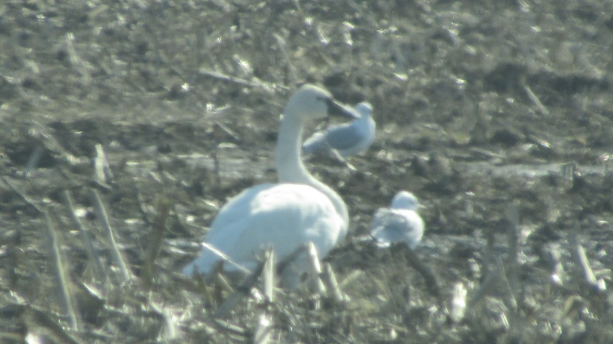 Tundra Swan - ML633923723