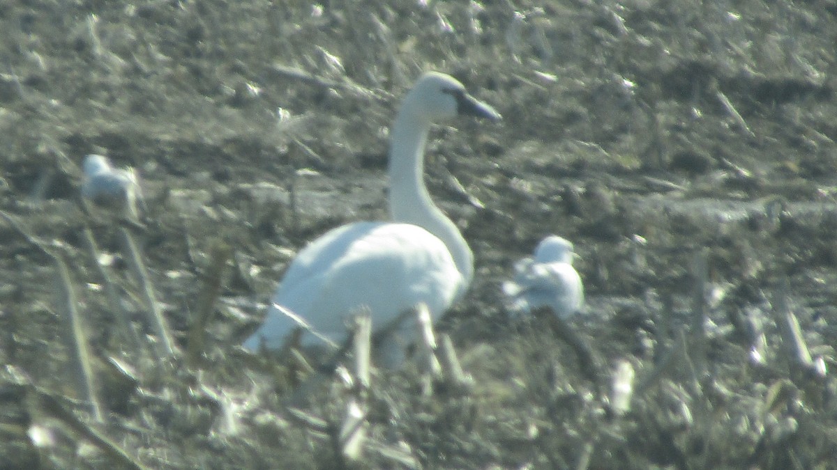 Tundra Swan - ML633923724