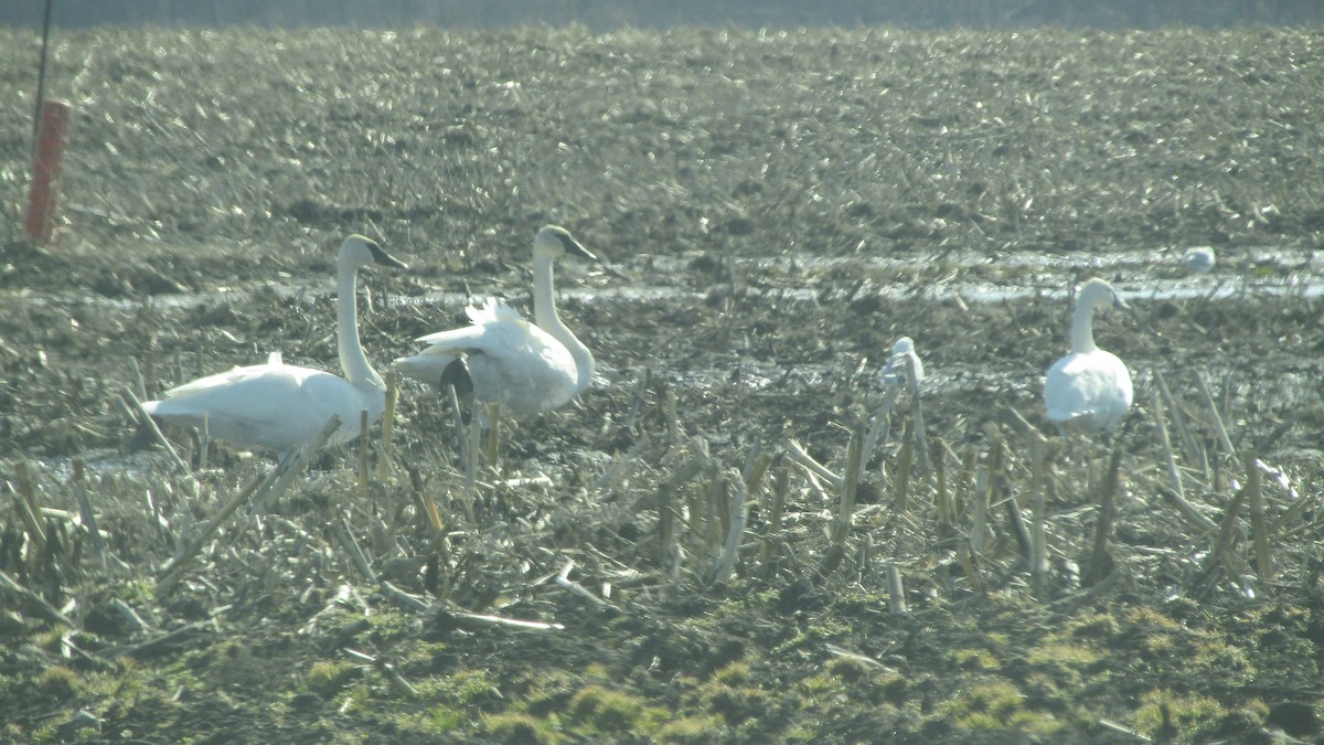 Tundra Swan - ML633923725
