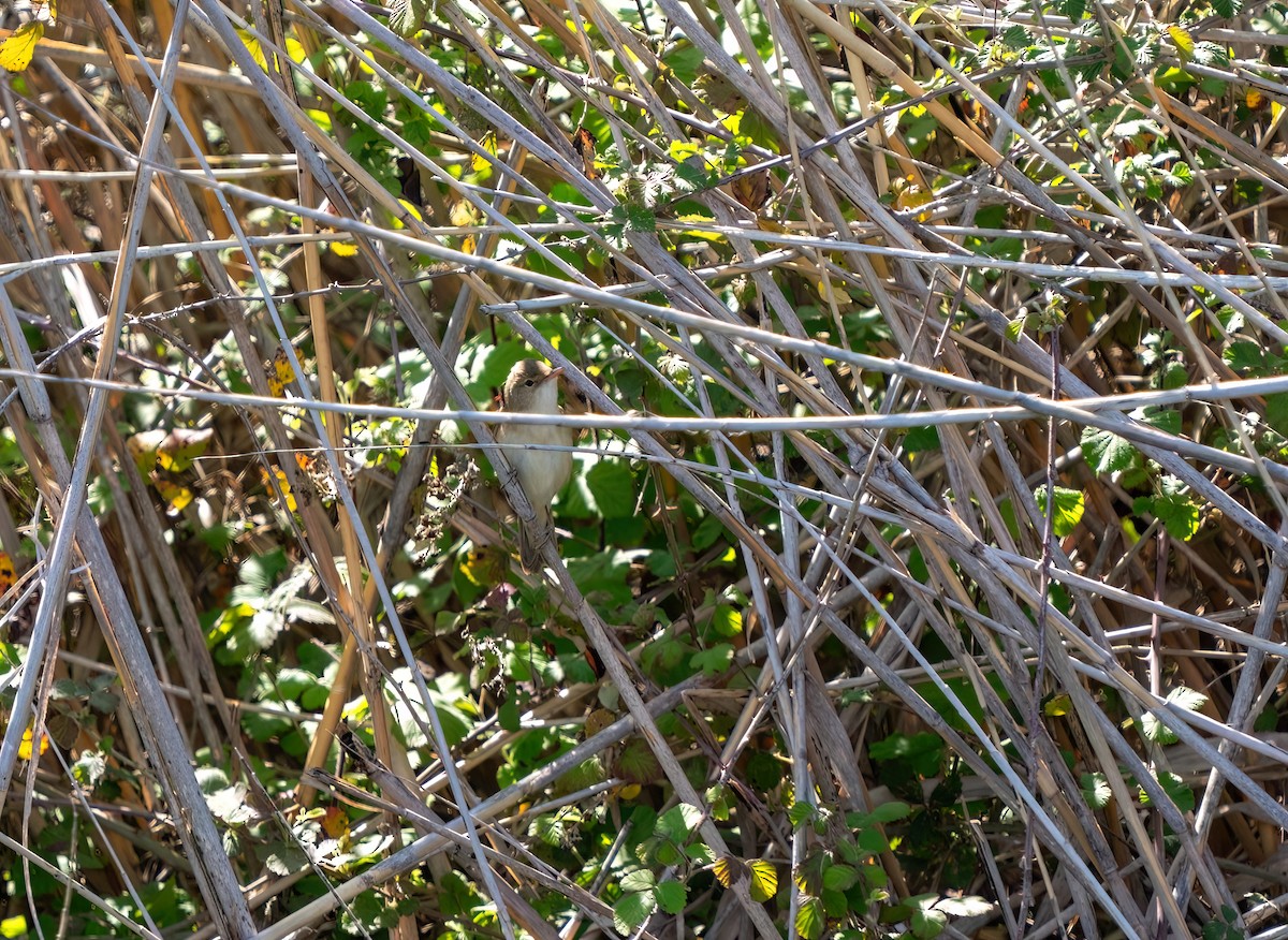 Marsh/Common Reed Warbler - ML633923742