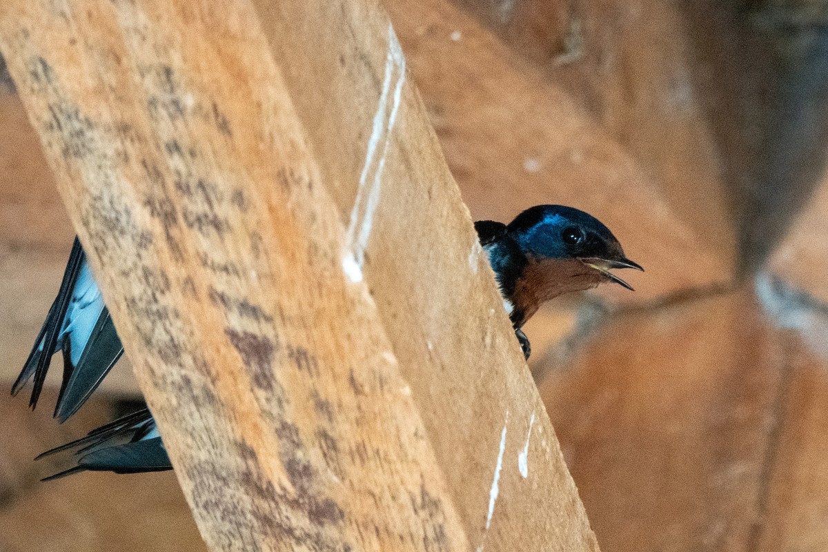 Red-chested Swallow - ML633923827