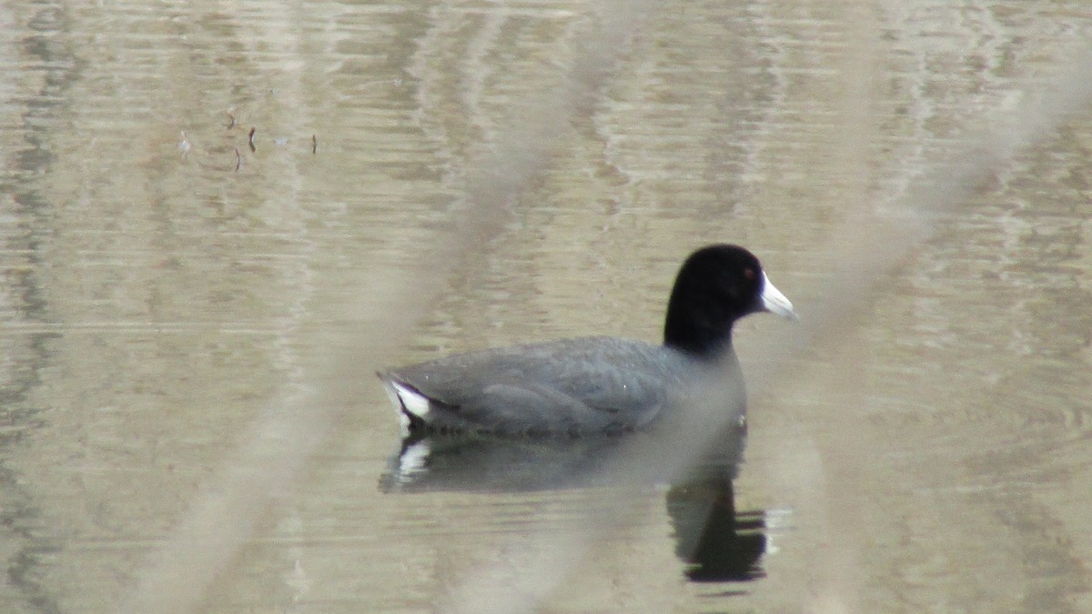 American Coot - ML633923838