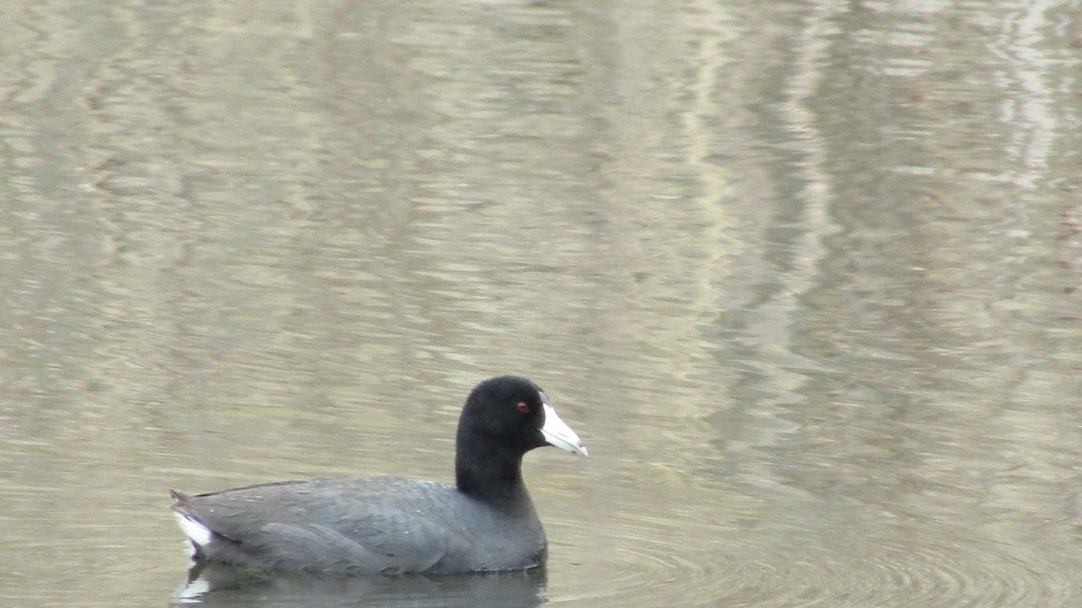 American Coot - ML633923839