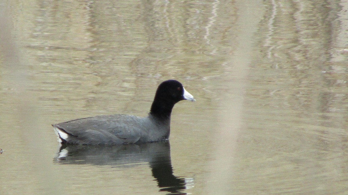 American Coot - ML633923840