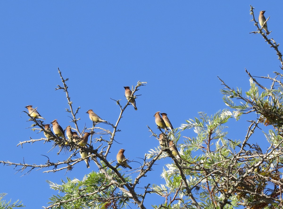 Cedar Waxwing - ML633923843