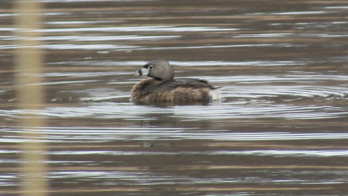 Pied-billed Grebe - ML633923844