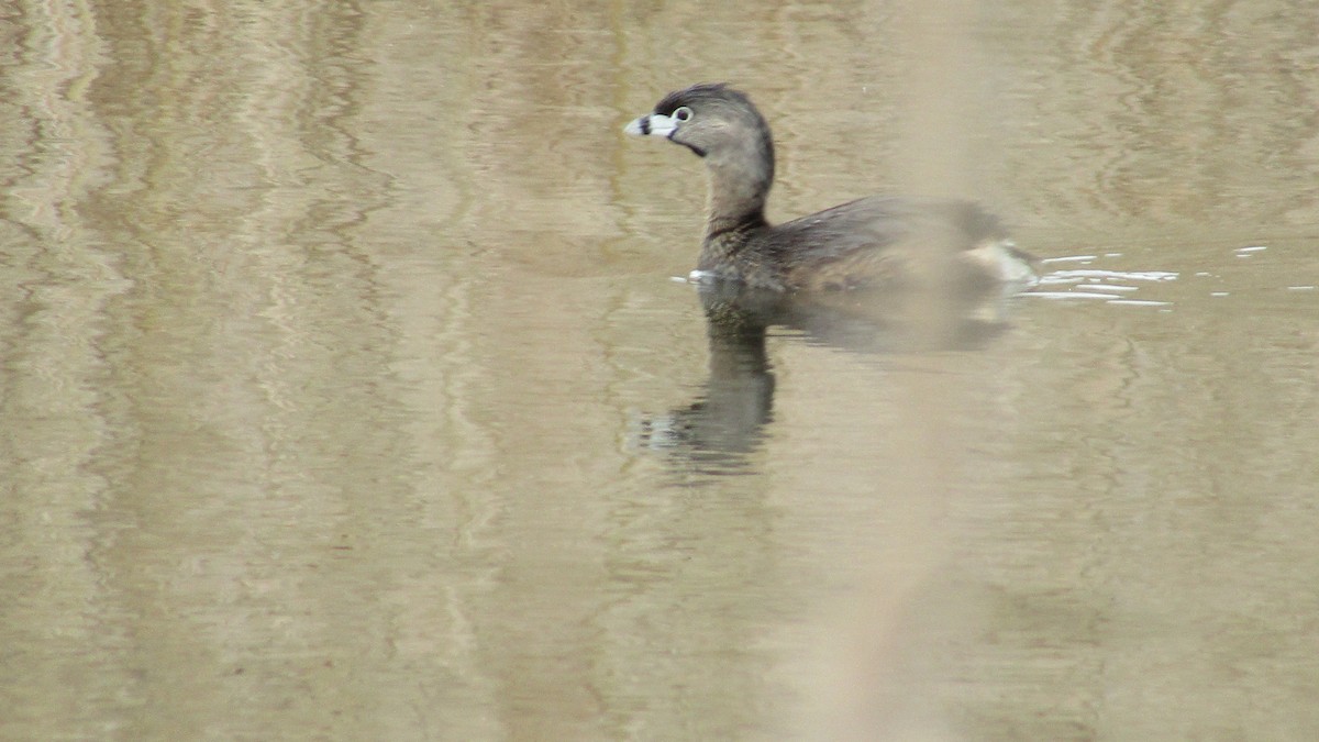 Pied-billed Grebe - ML633923845