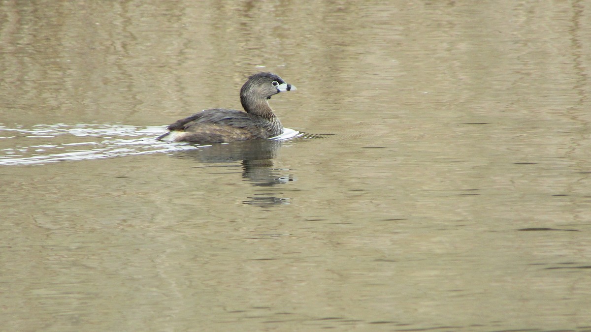Pied-billed Grebe - ML633923846