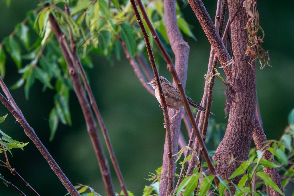 Prinia modeste - ML633923940