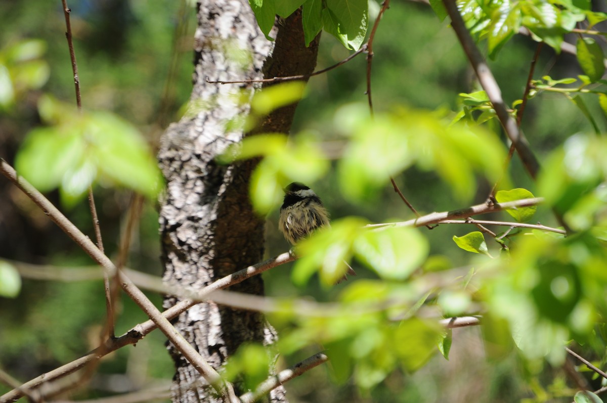 Carolina Chickadee - ML633924039