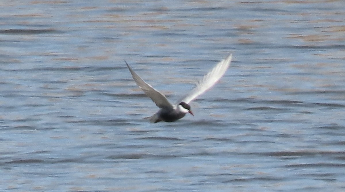 Whiskered Tern - ML633924074