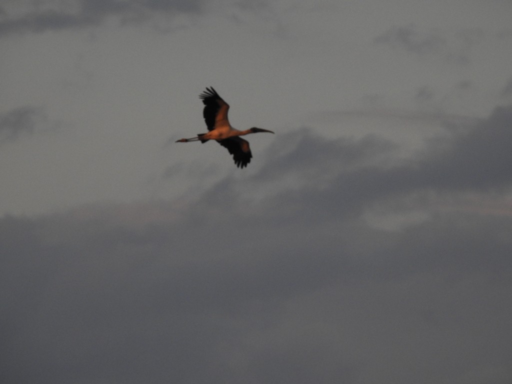 Wood Stork - ML633924234