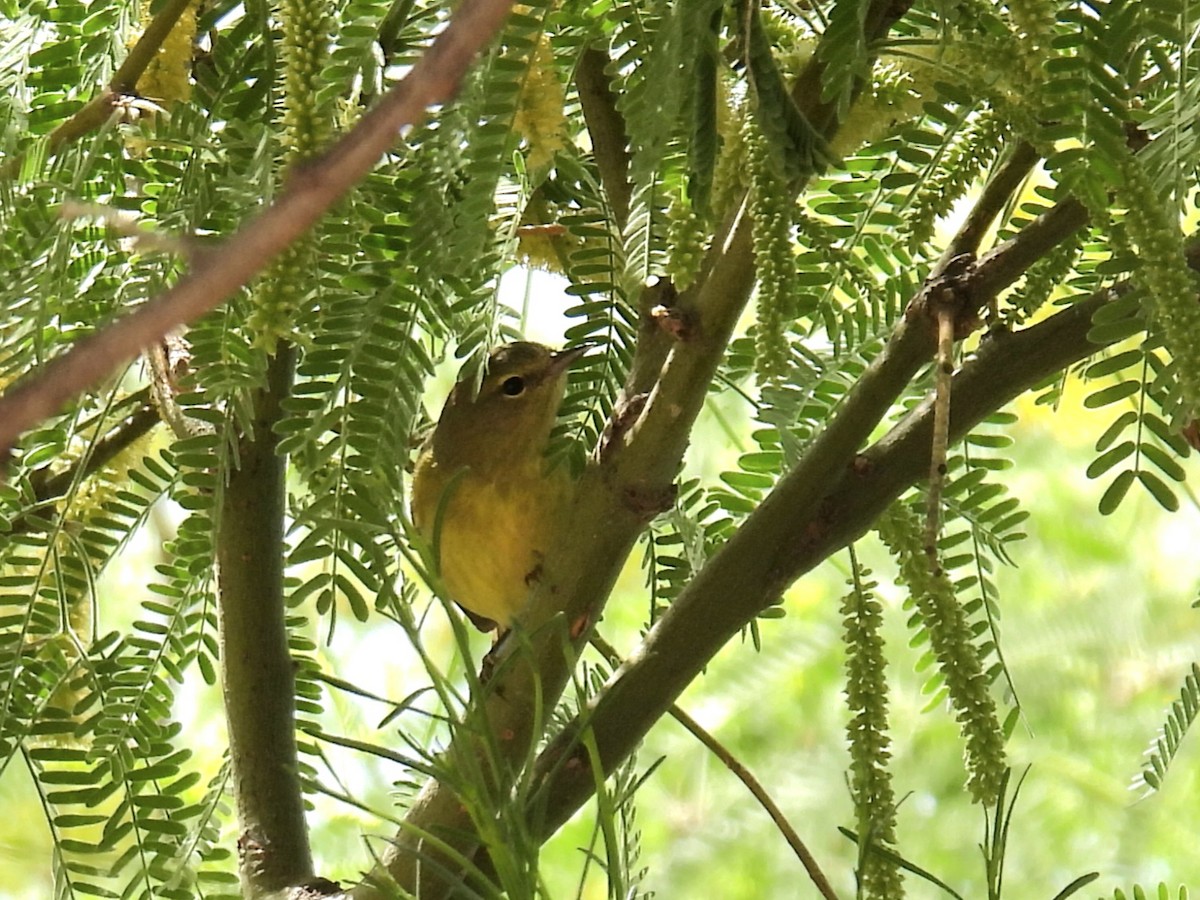 Orange-crowned Warbler - ML633924241