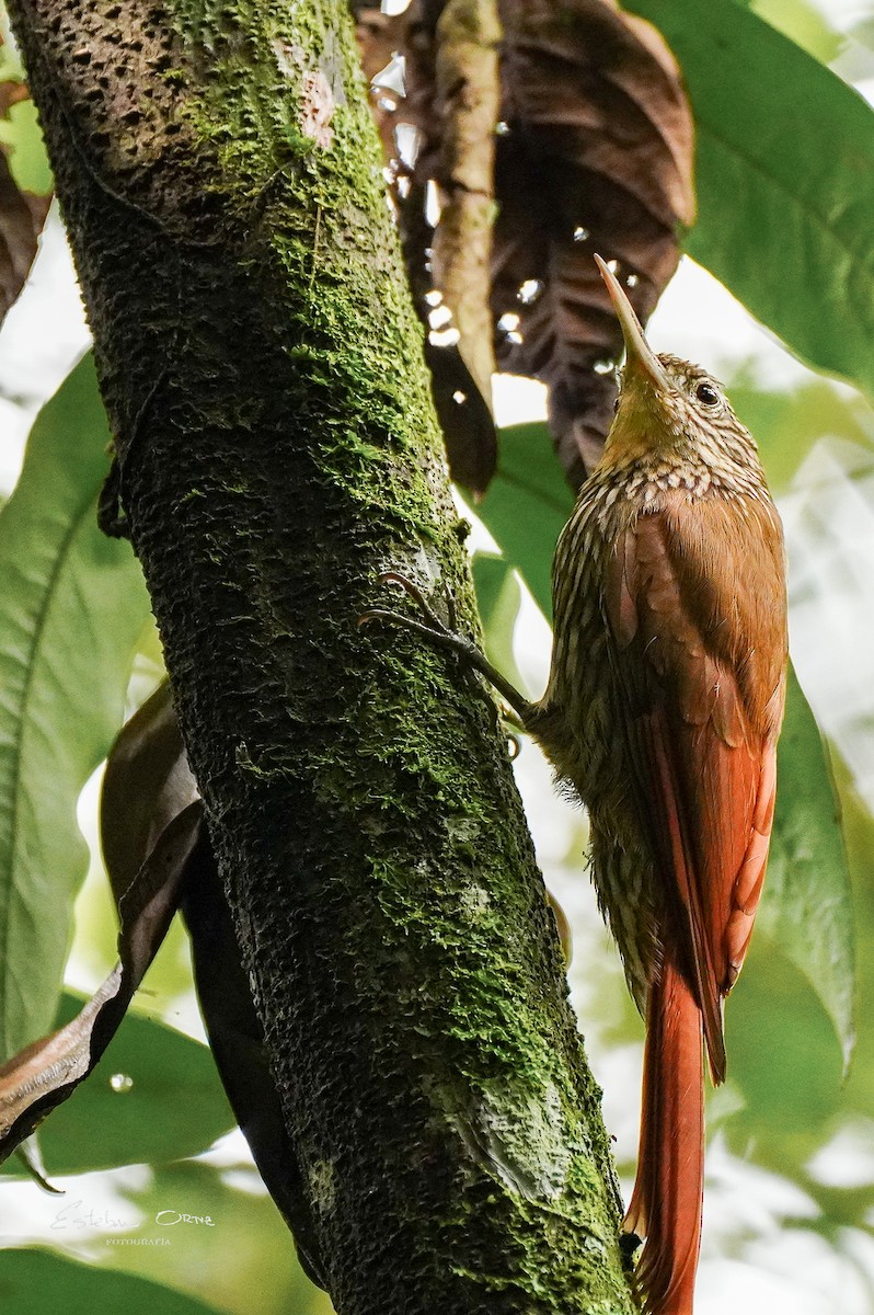 Streak-headed Woodcreeper - ML633924389