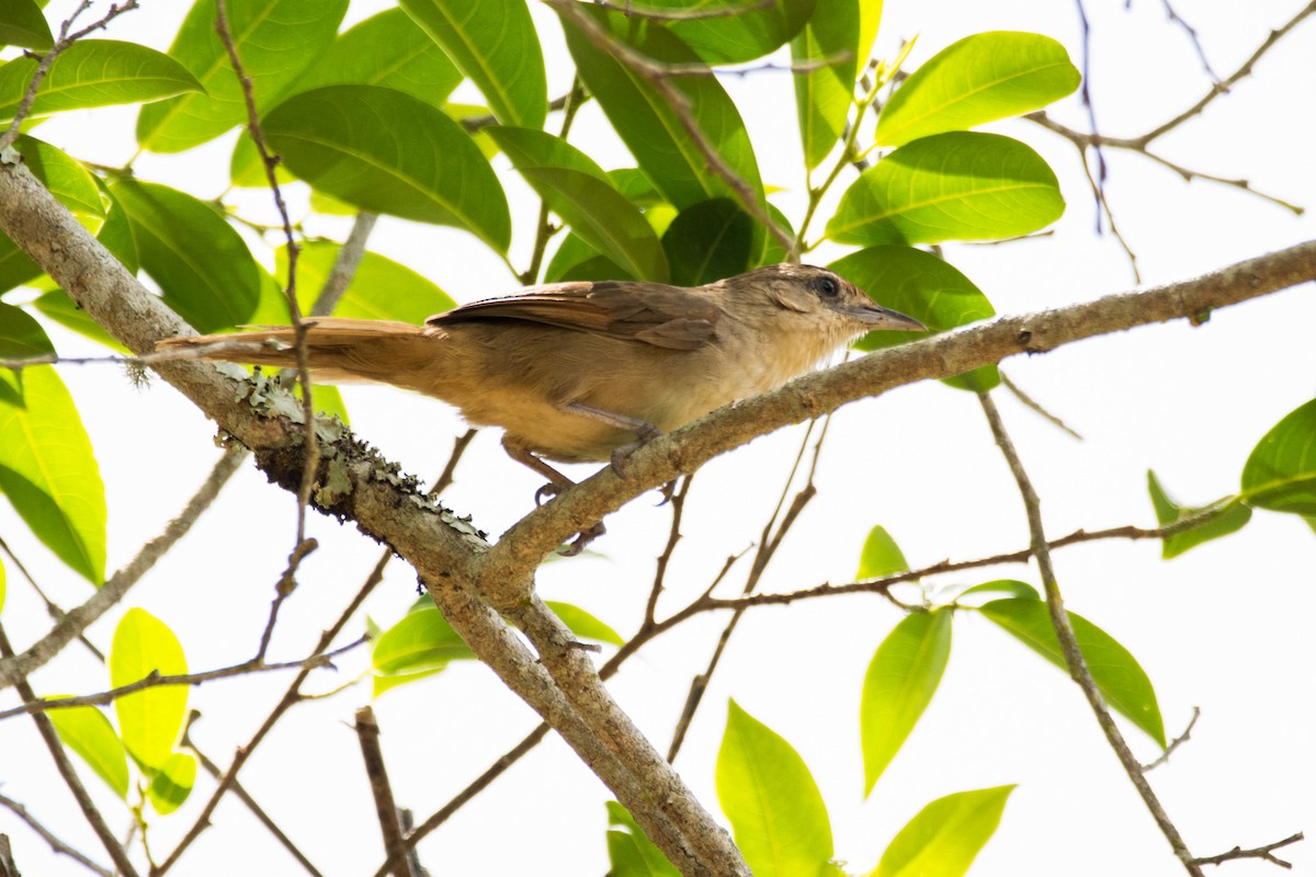 Rufous-fronted Thornbird (Rufous-winged) - ML633924489